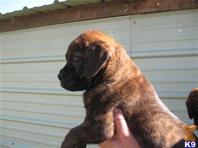 #2 BRINDLE MALE BULLMASTIFF