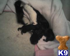 AKC Miniature Schnauzer puppies for sale in Virginia