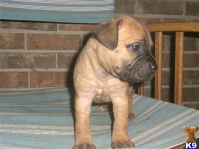 AKC Bullmastiff Babies