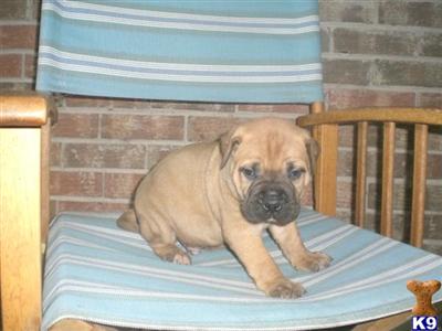 AKC Bullmastiff Babies