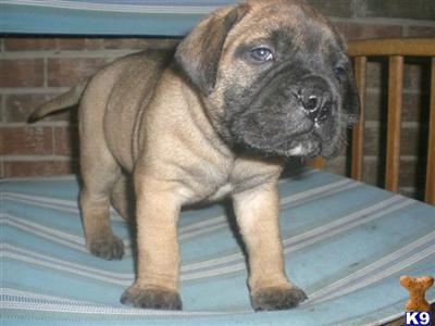 AKC Bullmastiff Babies
