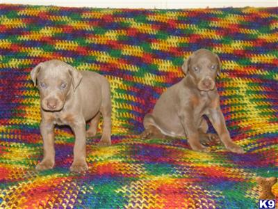 Fawn Male and Female Doberman Wow