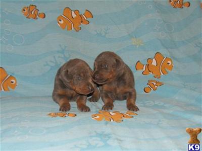 Blue Male and Female