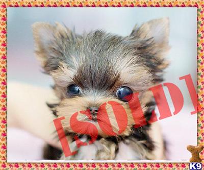 yorkie puppies for sale albany ny document moved yorkie puppies for sale albany ny document moved