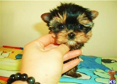 www.happytinypuppies.com