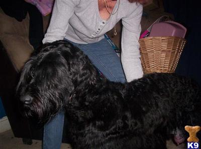 AKC GIANT SCHNAUZER PUPS