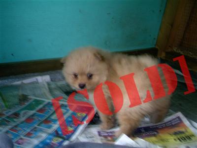 AKC REGISTERED MALE POMERANIAN $450.00 ready 6/18/2012