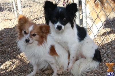 Complete dispersal of 14 adult Papillons. 
