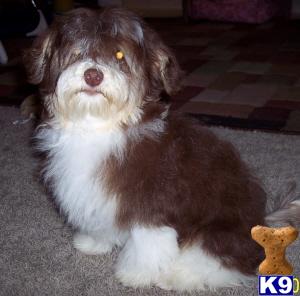 Cho Pied Male Show pup