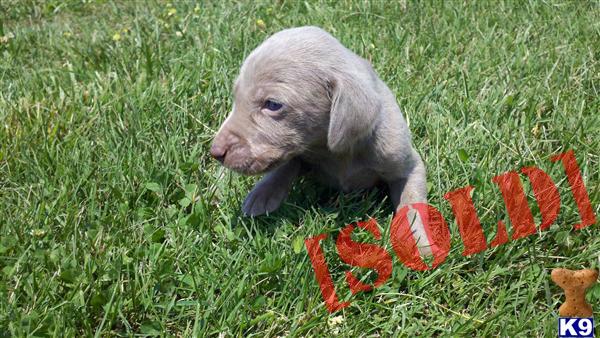 weimaraner puppies for sale in tn document moved weimaraner puppies for sale in tn document moved