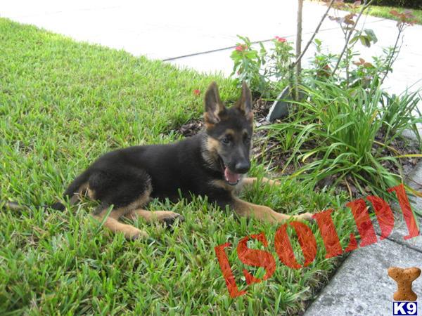 AKC German Shepherd Puppies - VA1 Bloodlines 