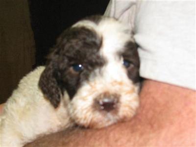 Labradoodles F1B  