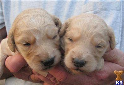  Goldendoodles 