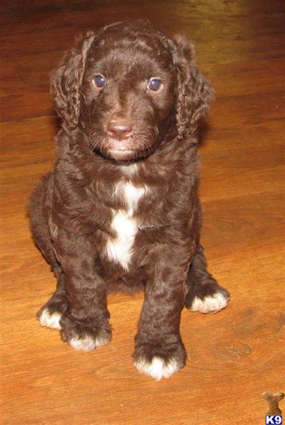 Labradoodles From Heartlight