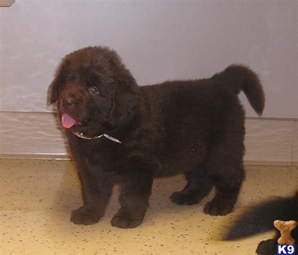 BEAUTIFUL BRONZE NEWFOUNDLAND PUPPIES AVAILABLE