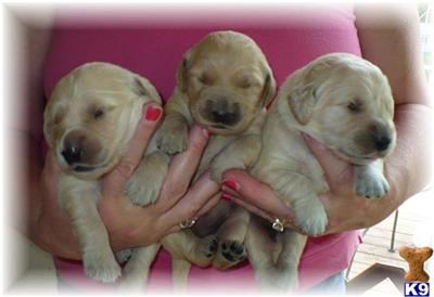 Hearts of Gold Pups