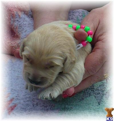 Gourgeous pups
