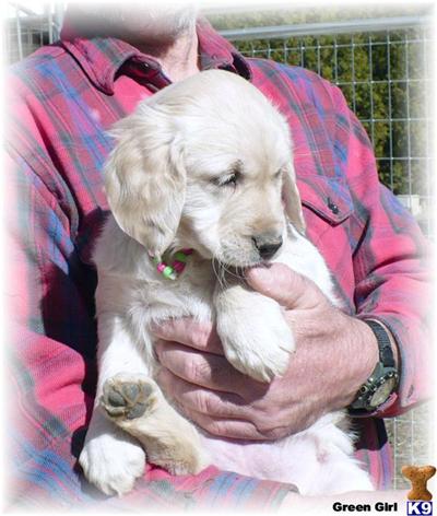 Gorgeous AKC Cream to Rich Carmel Color Golden pups