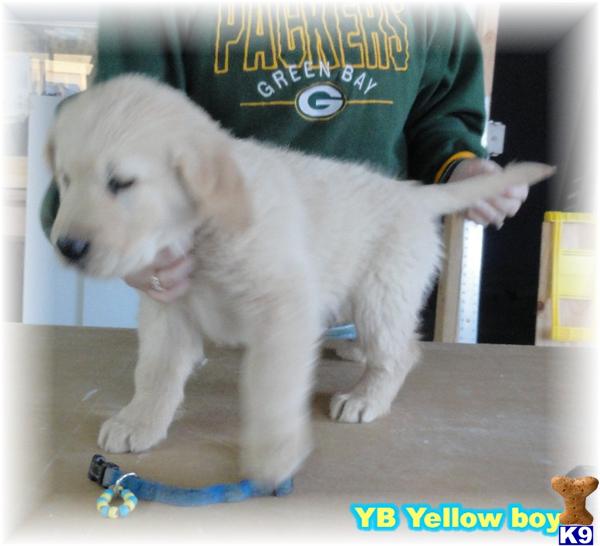 Light Blond Males 