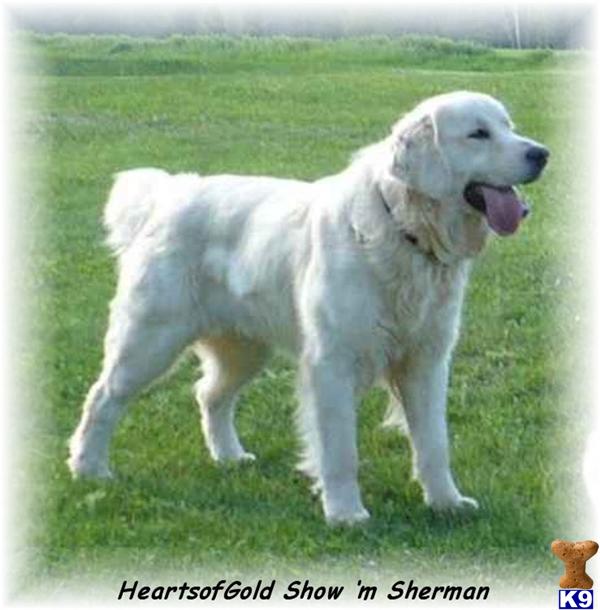 English Cream Female 