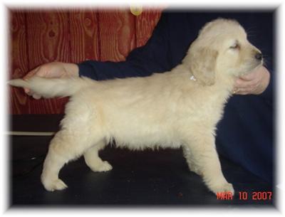 1 Cream Male Available