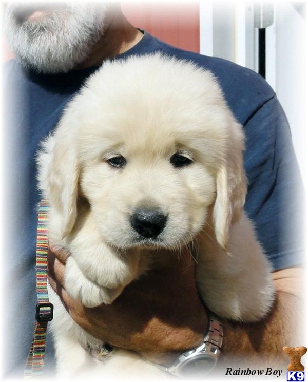 PRE SPOILED  THESE PUPS WILL MAKE A GREAT PET