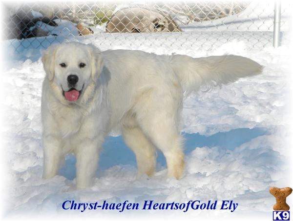 Reserve NOW  Gorgeous AKC Light Golden Pups