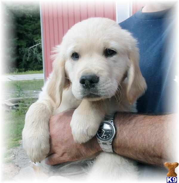 Hearts of Gold male Pup