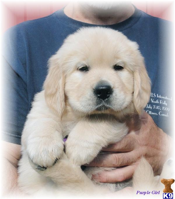 English Cream Colored Male