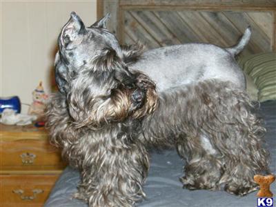 AKC  Quinns Mr. Jacques