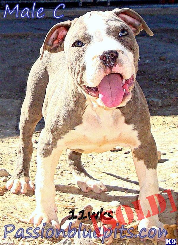 Pit Bull puppies born July 29th 2012 XL UKC/ADBA purple ribbon www.passionbluepits.com