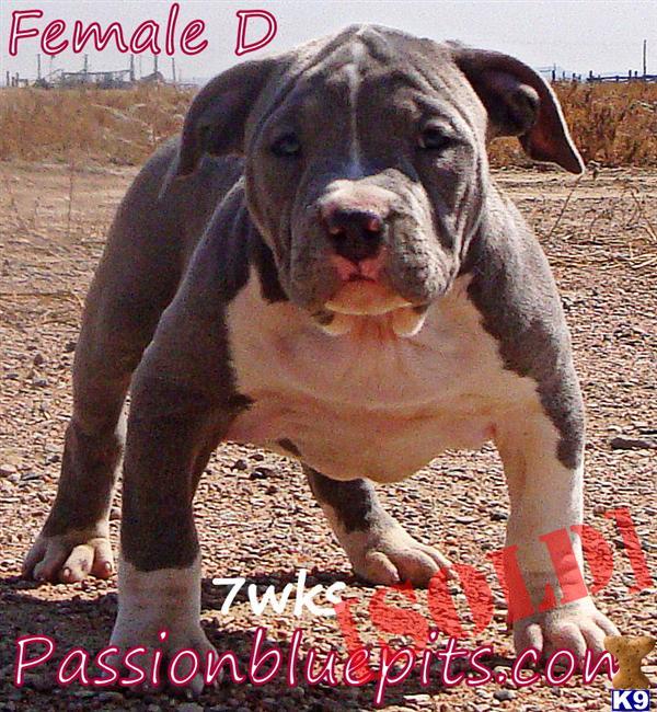 pitbull puppies for sale in utah pin purple ribbon pitbull puppies for sale in richmond utah classifieds on pitbull puppies for sale in utah pin purple ribbon pitbull puppies for sale in richmond utah classifieds on