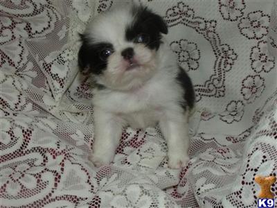 Japanese Chin pups