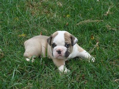 Olde English Bulldog and Mini Bulldog pups