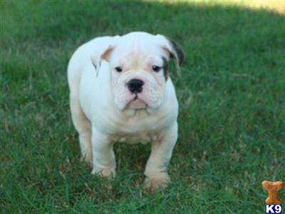 11 week old female Olde English Bulldogge pup