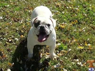 8 1/2 month old MINI Bulldog male pup
