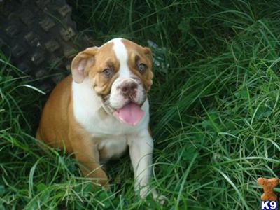 21 week old Livernose female pups