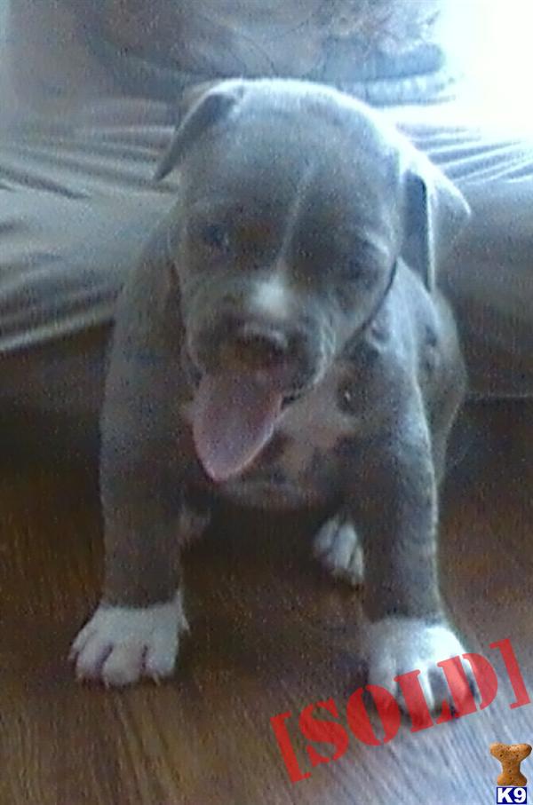 gotti puppies document moved gotti puppies document moved