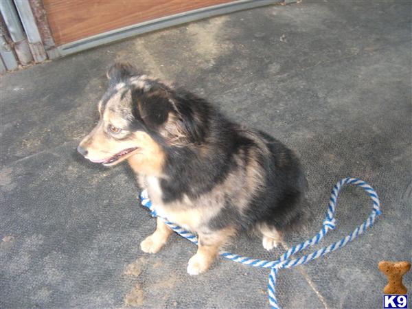 puppies for sale in tri cities wa labradoodle breeders tri cities wa breeds picture puppies for sale in tri cities wa labradoodle breeders tri cities wa breeds picture