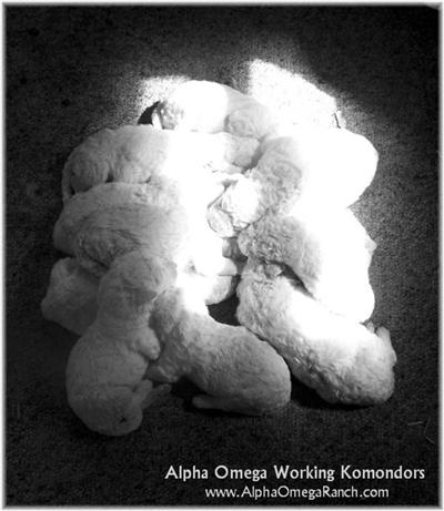 Huge Komondor puppies for sale