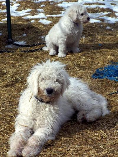 Working male Komondor pup for sale