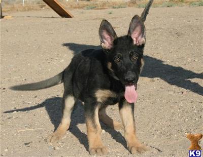 AKC 