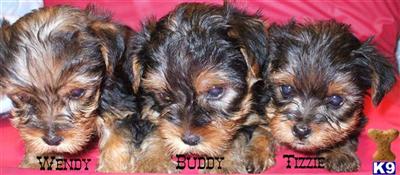 Adorable Yorkies
