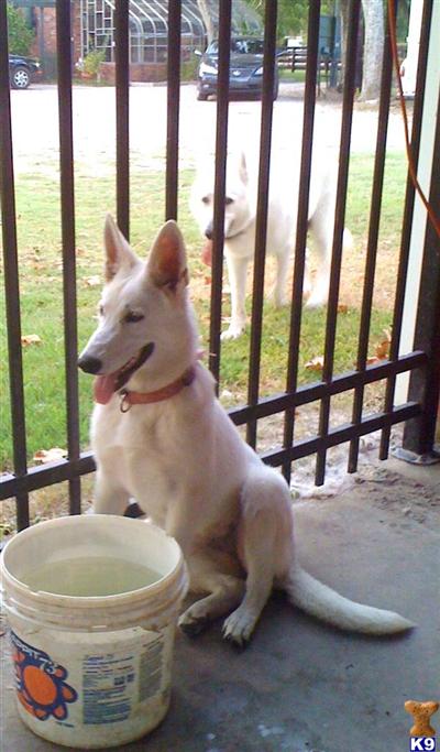 AKC WHITE GERMAN SHEPHERDS