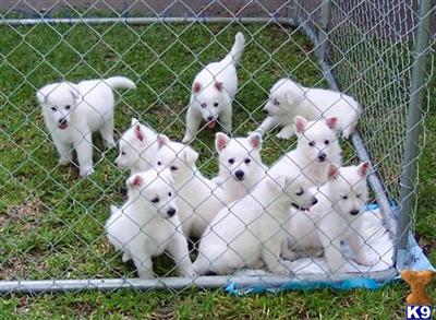 AKC WHITE GERMAN SHEPHERDS