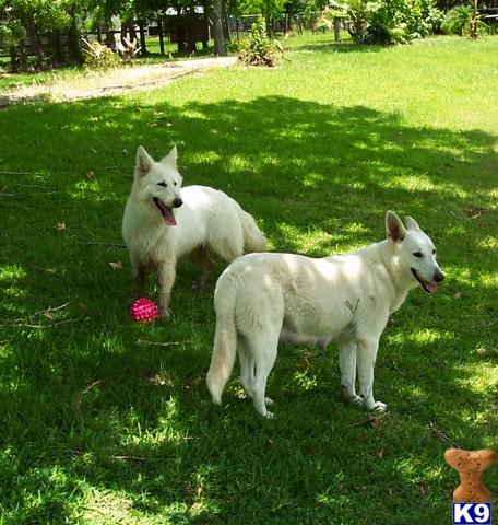 AKC WHITE GERMAN SHEPHERD