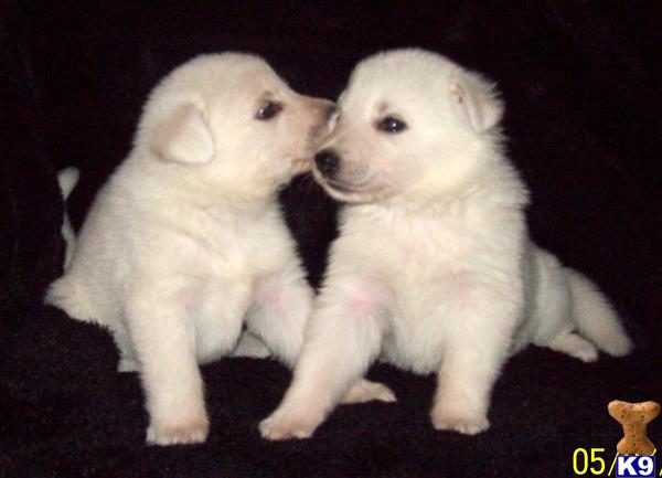 AKC WHITE GERMAN SHEPHERDS