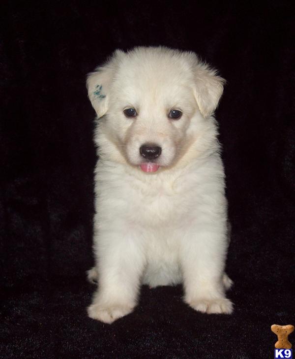 AKC WHITE GERMAN SHEPHERDS