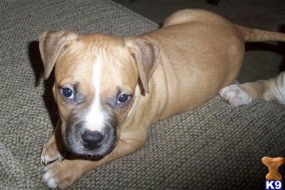 Last Puppy in Litter-REDUCED PRICE-PR UKC American Pit Bull Terrier Puppy-Fawn Male