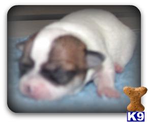 very small whit tan masked female misty